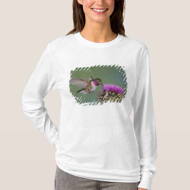 Camiseta Colibrí de cola ancha, Selasphorus (Anverso)