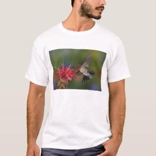 Camiseta Colibrí garganta de rubí macho