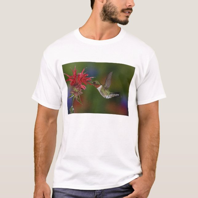 Camiseta Colibrí garganta de rubí macho (Anverso)