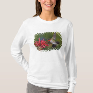 Camiseta Colibrí garganta de rubí macho