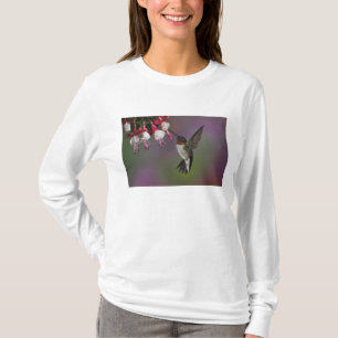 Camiseta Colibrí gaviota de Ruby macho, Archilochus