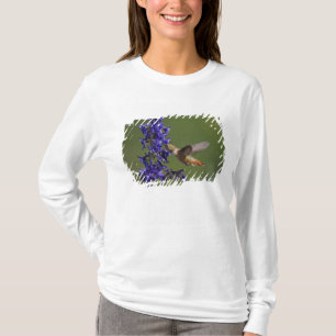 Camiseta Colibrí rufescente