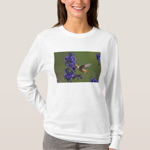 Camiseta Colibrí rufescente