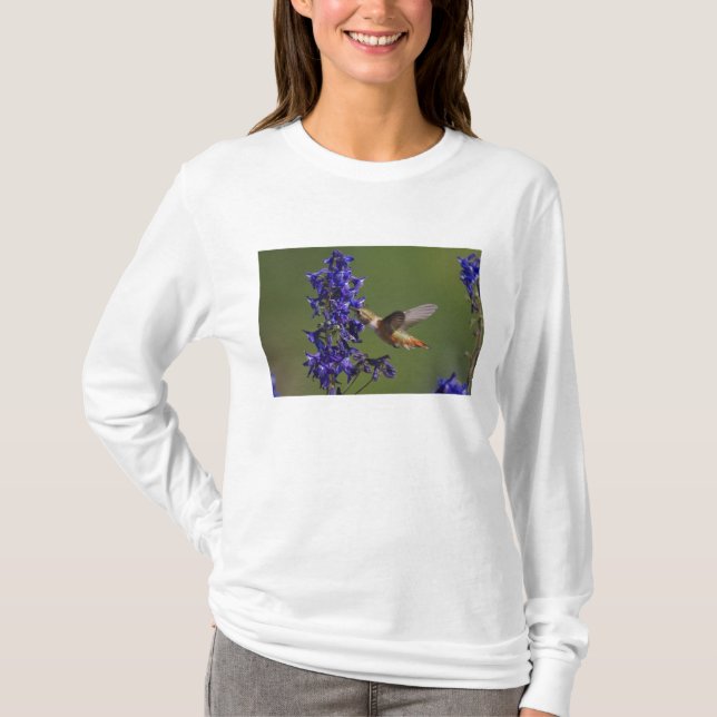 Camiseta Colibrí rufescente (Anverso)
