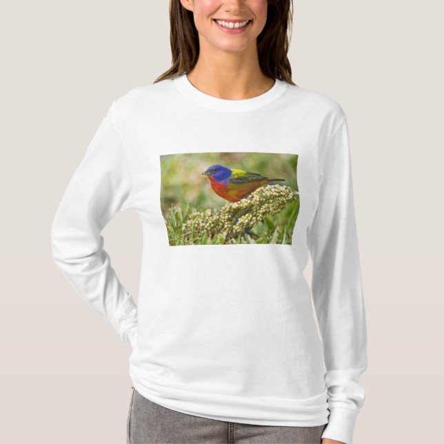 Camiseta Colorín Siete Colores (Anverso)