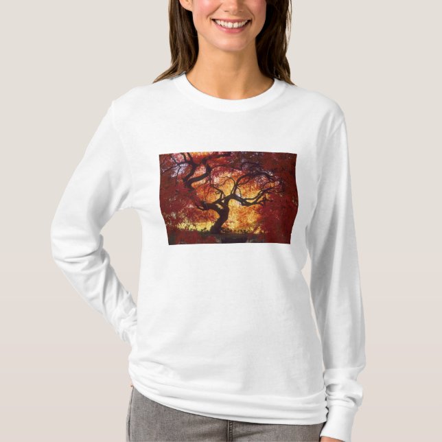 Camiseta Connecticut: Darien, arce japonés 'Acer (Anverso)