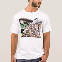 Constrictor de Boa