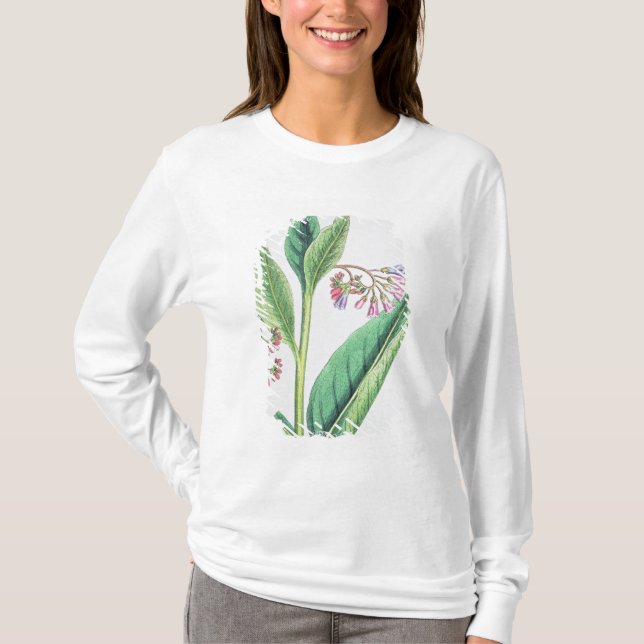 Camiseta Consuelda común, placa MCXVI, c.1800 (Anverso)