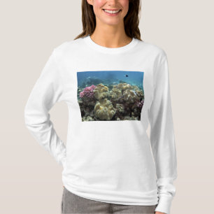 Camiseta Coral, Arrecife Agincourt, Gran Barrera de Coral,