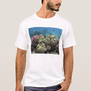 Camiseta Coral, arrecife de Agincourt, Gran Barrera de Cora