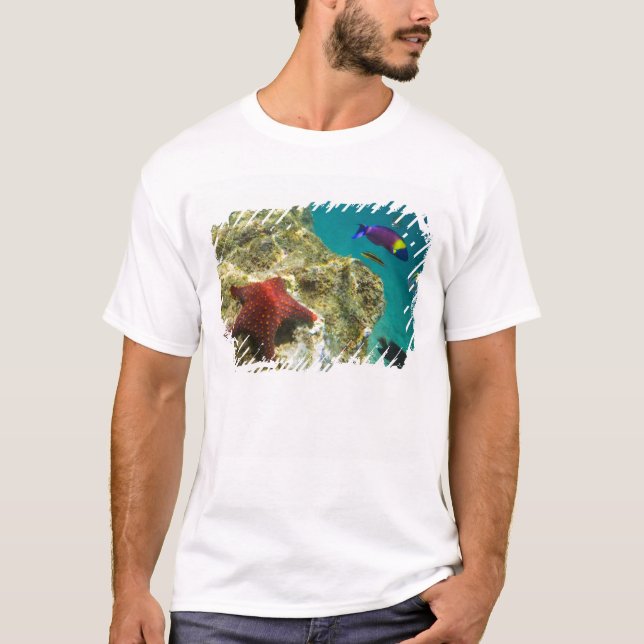 Camiseta Cortez Rainbow Wrasse macho y hembra y mar (Anverso)