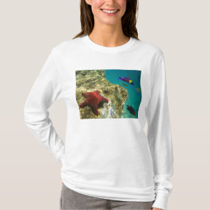 Camiseta Cortez Rainbow Wrasse macho y hembra y mar