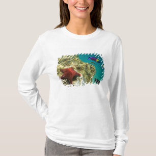 Camiseta Cortez Rainbow Wrasse macho y hembra y mar
