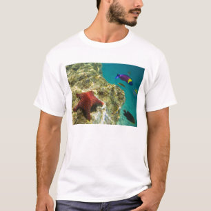 Camiseta Cortez Rainbow Wrasse macho y hembra y mar