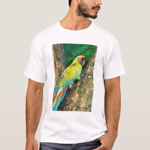 Camiseta Costa Rica, Ara Ambigua, Lapa Verde Mayor.