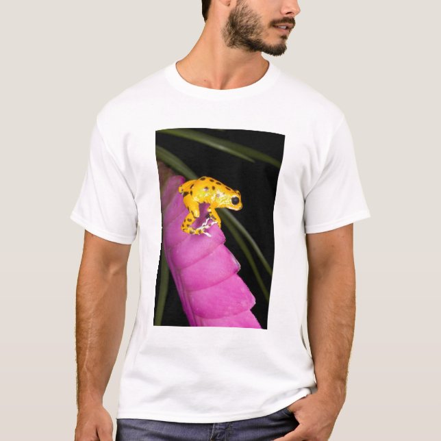 Camiseta Costa Rica. Cierre de la rana de dardo venenosa (Anverso)