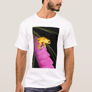 Camiseta Costa Rica. Primer plano de rana venenosa