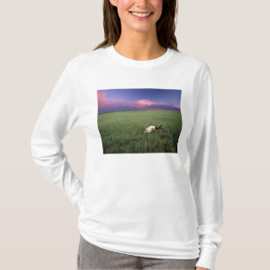 Camiseta Cráneo de Búfalo en Hierba de Pradera cerca de Med