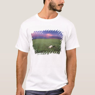 Camiseta Cráneo de Búfalo en Hierba de Pradera cerca de Med