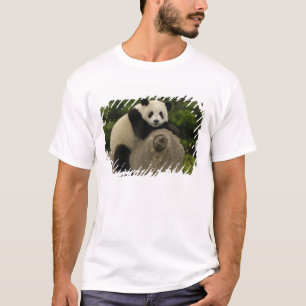 Camiseta cría de panda gigante