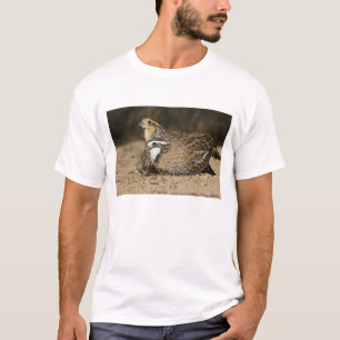 Camiseta crías de codorniz colín de virginia en estanque pa