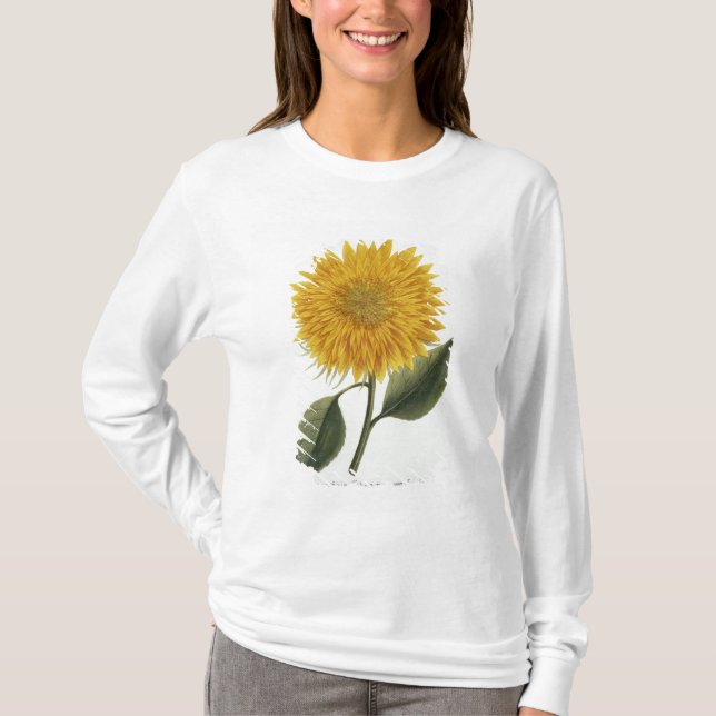 Camiseta Crisantemo Indicum de 'Pythanthoza Iconograph (Anverso)