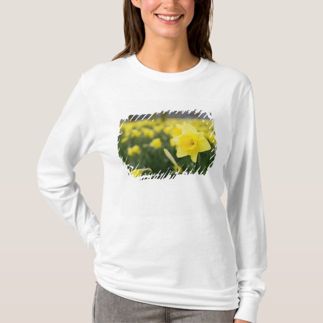 Camiseta Daffodils (RF) (Anverso)