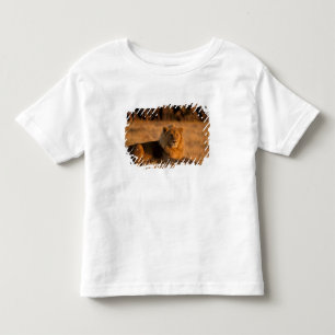 Camiseta De Bebé África, Botsuana, Delta del Okavango. León (Panthe