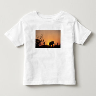 Camiseta De Bebé África, Botsuana, Parque Nacional Chobe, puesta en