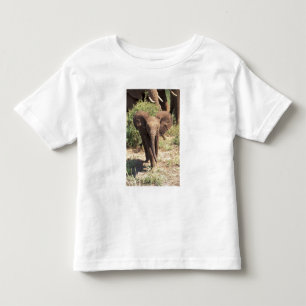 Camiseta De Bebé África, Kenia, Parque Nacional de Amboseli. Africa