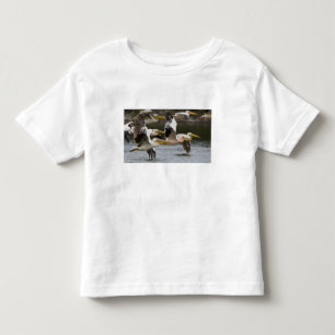 Camiseta De Bebé África. Kenia. Pelícanos blancos en vuelo en el la