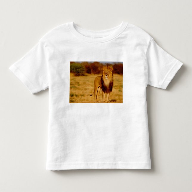 Camiseta De Bebé África, Namibia, Okonjima. León macho solitario (Anverso)