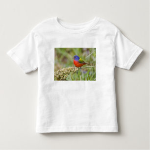 Camiseta De Bebé Alimento masculino de Bunting (ciris passeriano)