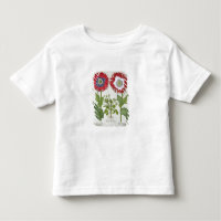 Amapolas ornamentales, del 'Hortus el Eystettensis