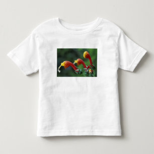 Camiseta De Bebé América Central, Panamá, Provincia de Chiriquí,
