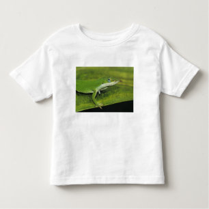 Camiseta De Bebé Anole verde, Anolis carolinensis, adulto sobre la 