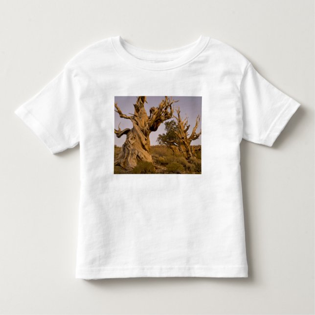 Camiseta De Bebé Antiguo bosque Bristlecone, Montañas Blancas, CA (Anverso)