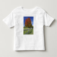 Árbol de arce rojo en colores de otoño, cerca de C