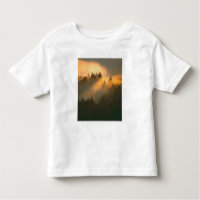 Árboles de secuoya en niebla costera, Condado de M