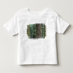 Camiseta De Bebé Árboles de Sequoia gigantes en el bosque, Sequoia