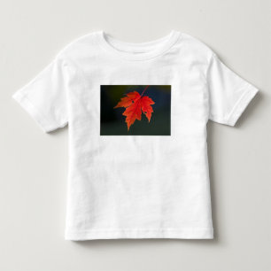 Camiseta De Bebé Arce rojo Acer rubrum) hoja roja en otoño,