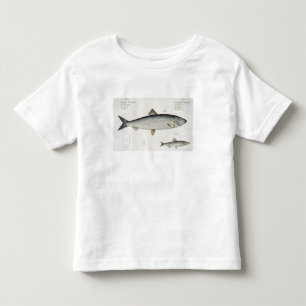 Camiseta De Bebé Arenque (Clupea Harengus) (Fig. 1) y Sprat (Clup)