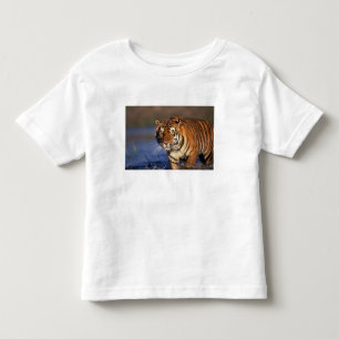 Camiseta De Bebé ASIA, India, Tigre de Bengala Panthera tigris)