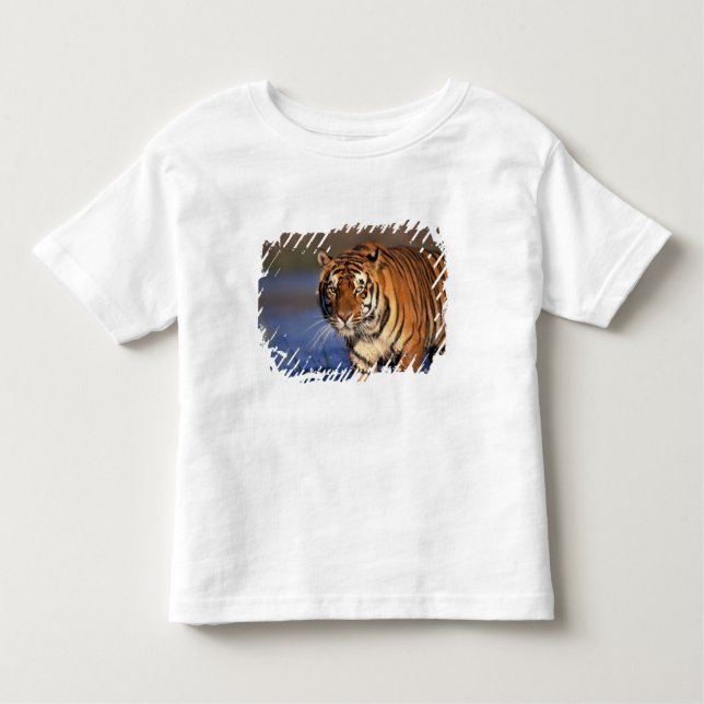 Camiseta De Bebé ASIA, India, Tigre de Bengala Panthera tigris) (Anverso)