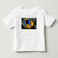 Australia, Gran Barrera de Coral, Pez payaso