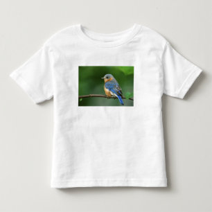Camiseta De Bebé Azulillo Oriental hembra, Sialia sialis