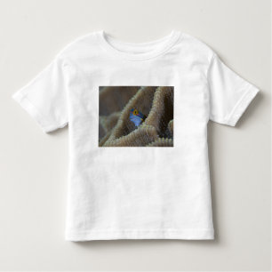 Camiseta De Bebé Blenny fish Blenniidae) apuntando hacia fuera