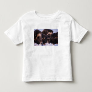 Camiseta De Bebé buey almizclero, Ovibos moschatus, vaca con recién