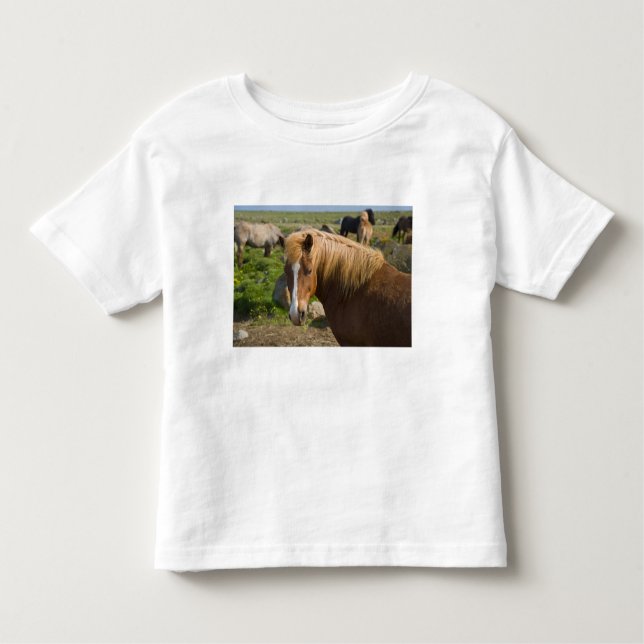 Camiseta De Bebé Caballos islandeses en el noreste de Islandia. (Anverso)