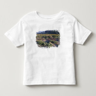 Camiseta De Bebé California, Desierto Anza-Borrego SP, Arena